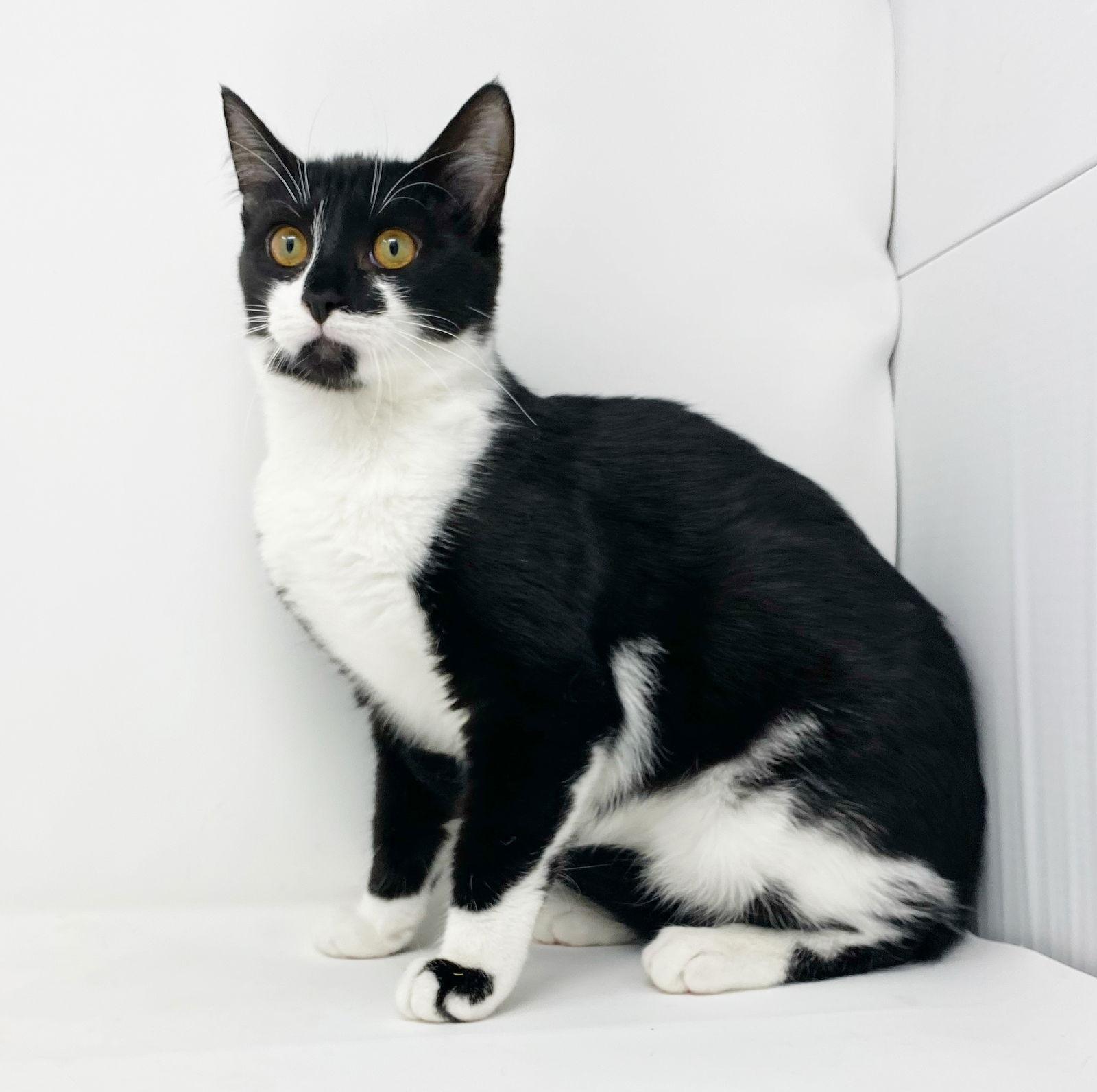 Enlarge Cr Litter Lanai, a Adoptable Domestic Short Hair in Williamston, MI image 2/3