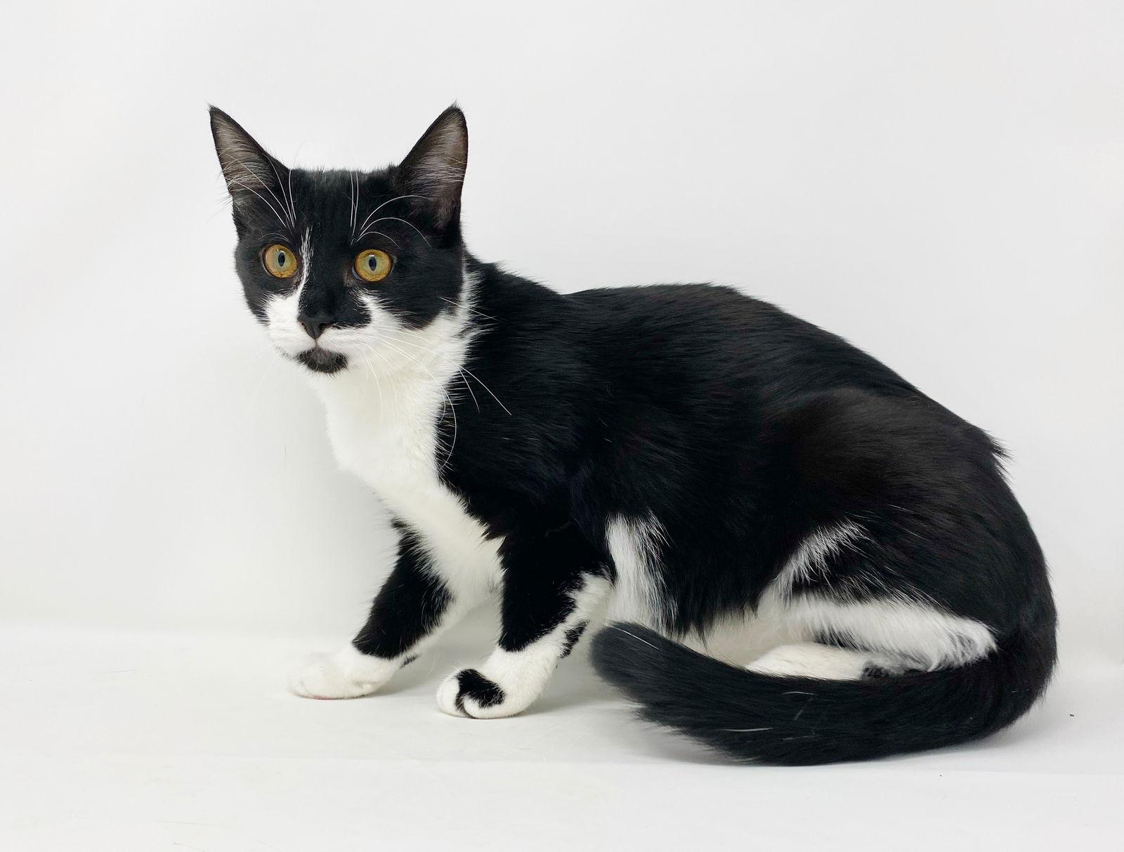 Enlarge Cr Litter Lanai, a Adoptable Domestic Short Hair in Williamston, MI image 3/3