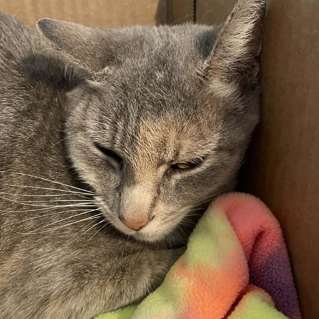 Squeaker/K26010, Adoptable, Adult Female Domestic Short Hair.