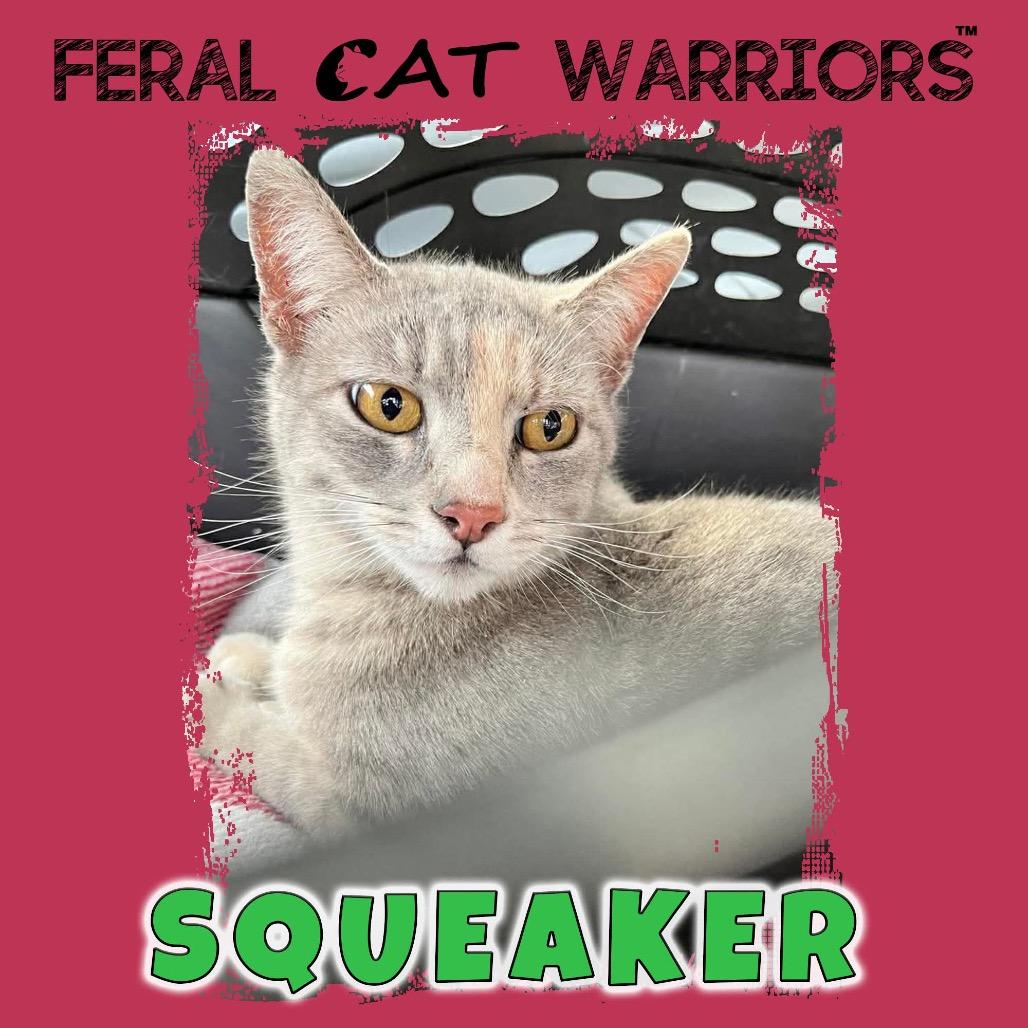 Enlarge Squeaker/K26010, a Adoptable Domestic Short Hair in Kingman, AZ image 2/2