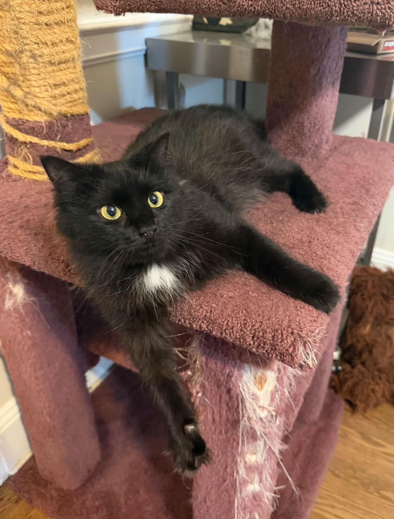 Enlarge Foxy, a Adoptable Domestic Medium Hair in Lansdowne, PA image 2/2