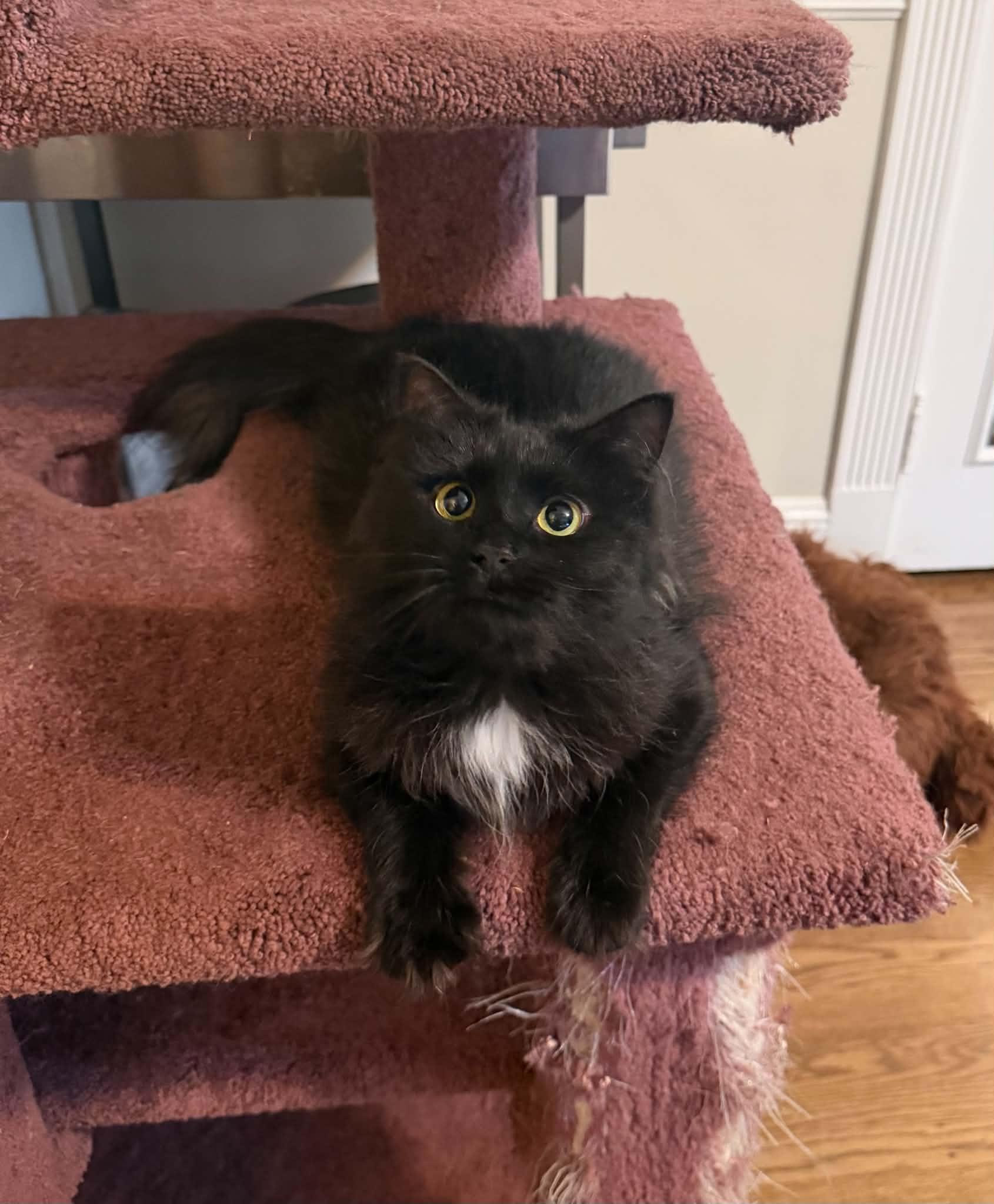 Enlarge Foxy, a Adoptable Domestic Medium Hair in Lansdowne, PA image 1/2