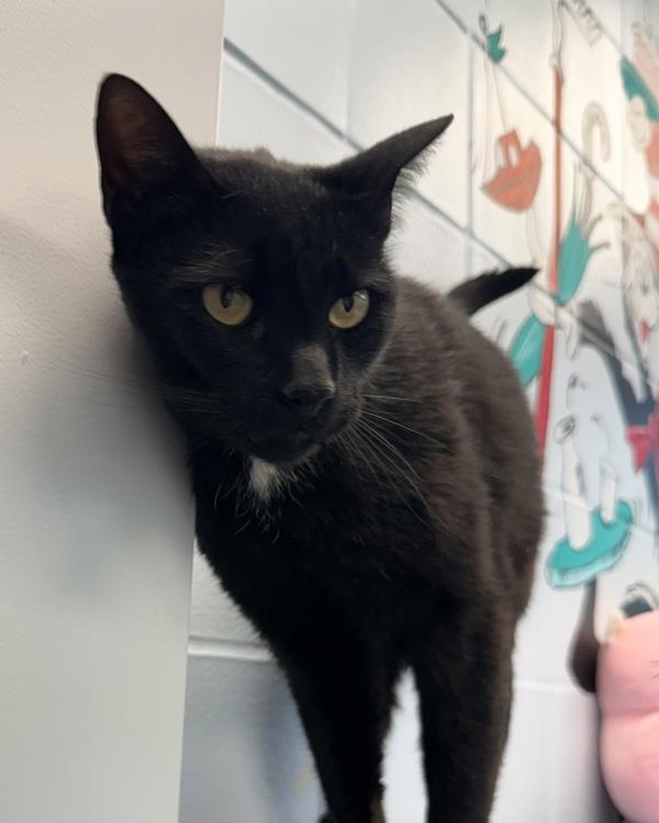 Bandito, Adoptable, Adult Male Domestic Short Hair.