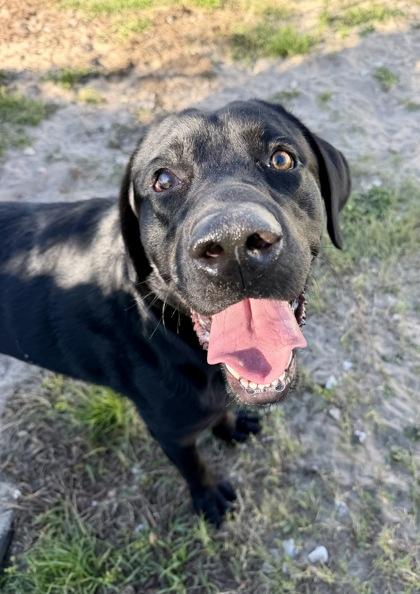 Enlarge Stray/W Dunnellon, a Adopted mixed breed in Inverness, FL image 2/3