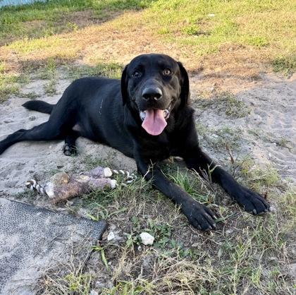 Stray/W Dunnellon photo