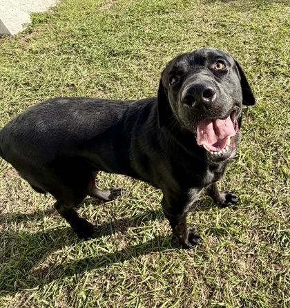 Enlarge Stray/W Dunnellon, a Adopted mixed breed in Inverness, FL image 3/3