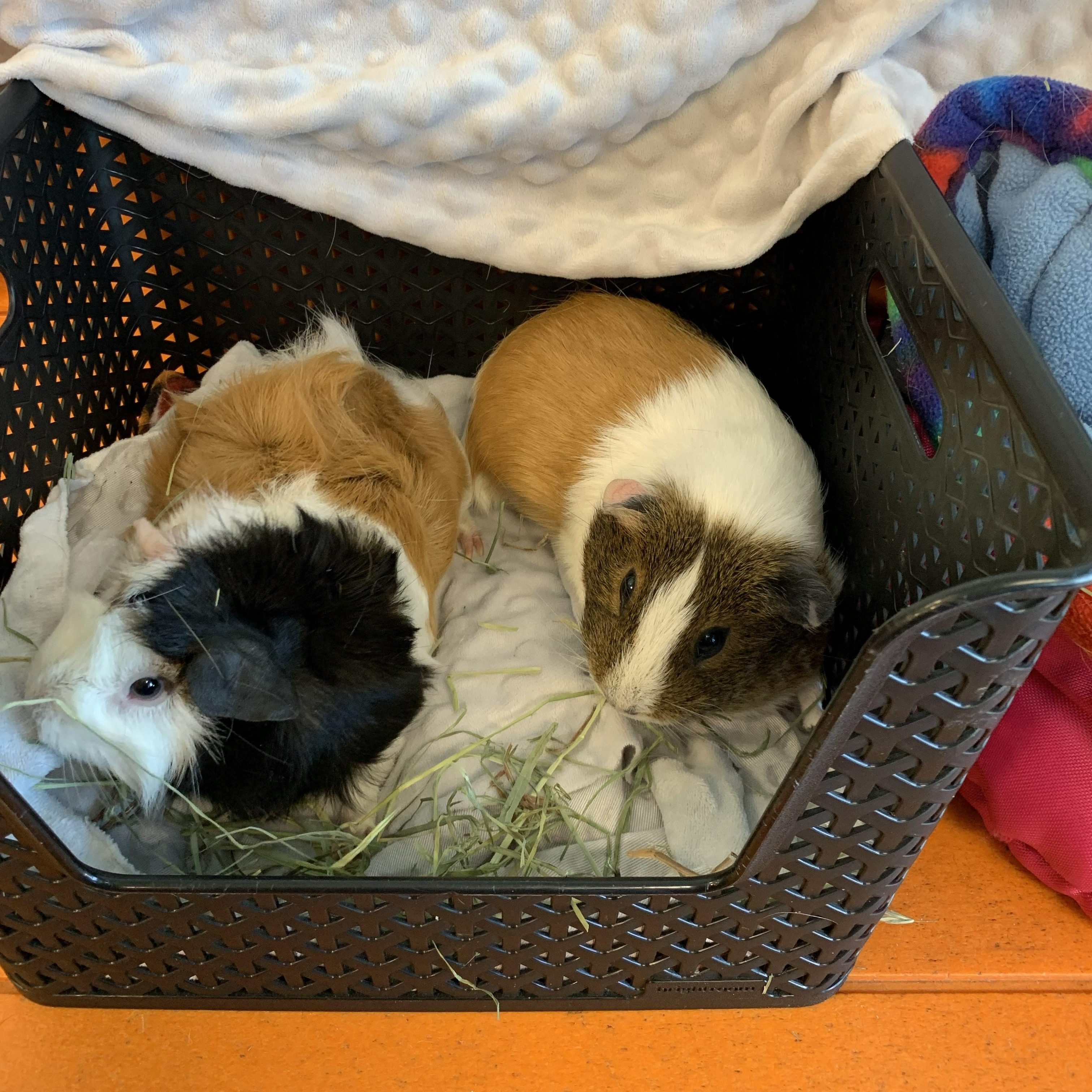 Mabel & Wattles-Spayed, an adopted mixed breed in San Antonio, TX image 2/4