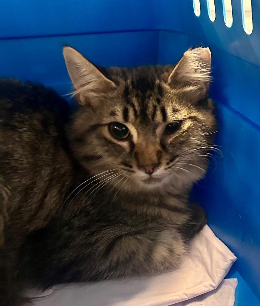 Langley, Adoptable, Kitten Male Domestic Medium Hair.