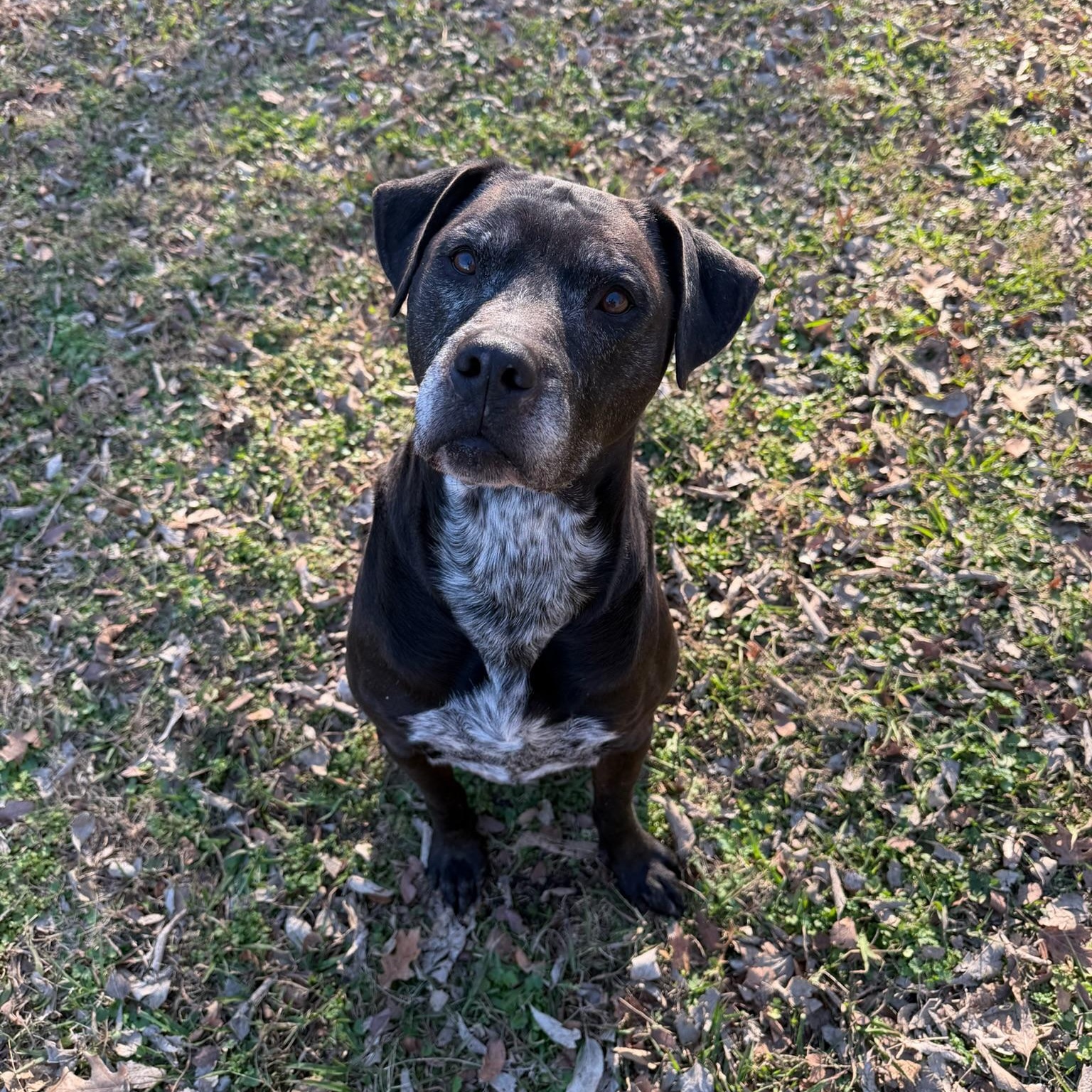 Enlarge Mannie, a ADOPTABLE mixed breed in Sherman, TX image 2/3