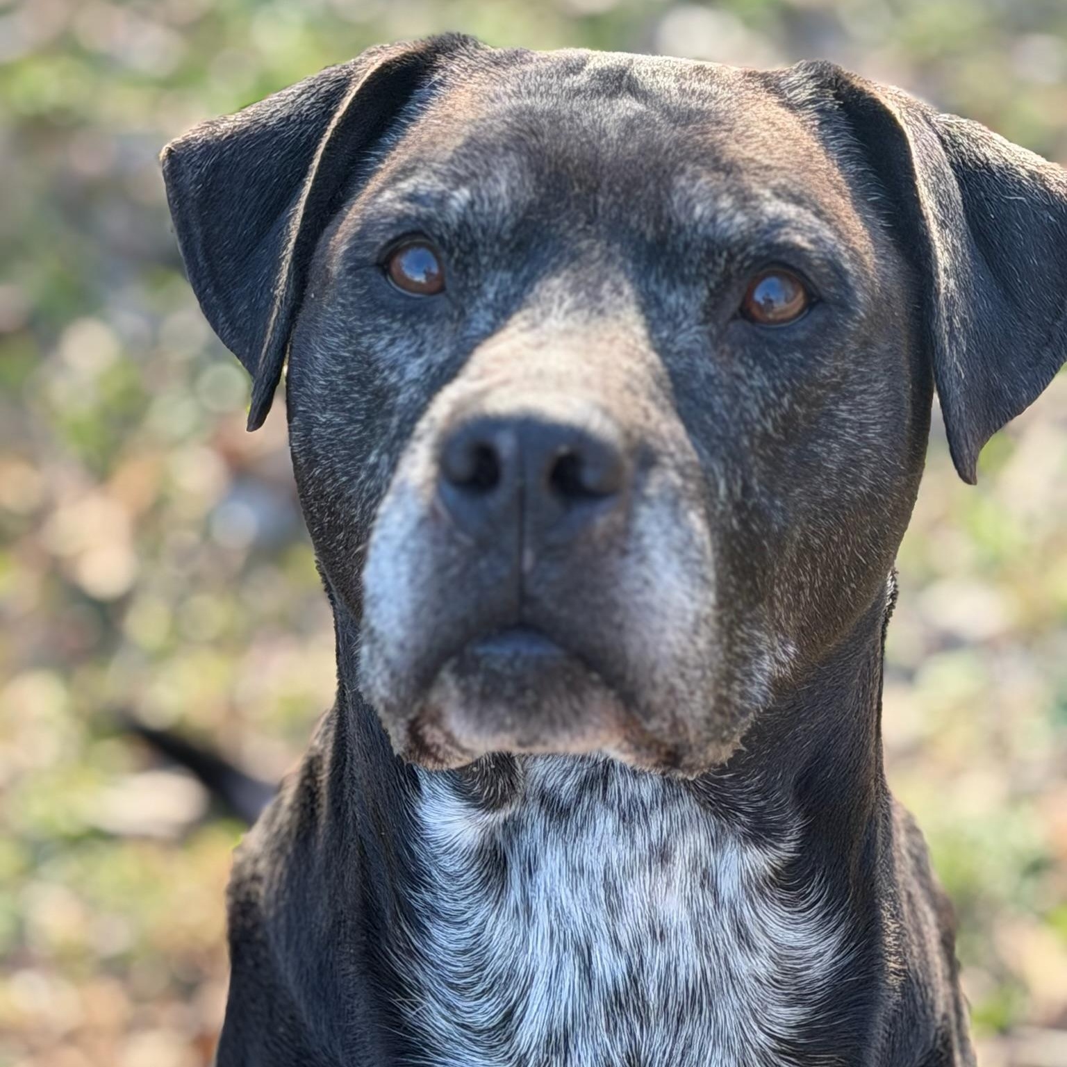 Mannie, ADOPTABLE, Adult Male Pit Bull Terrier.