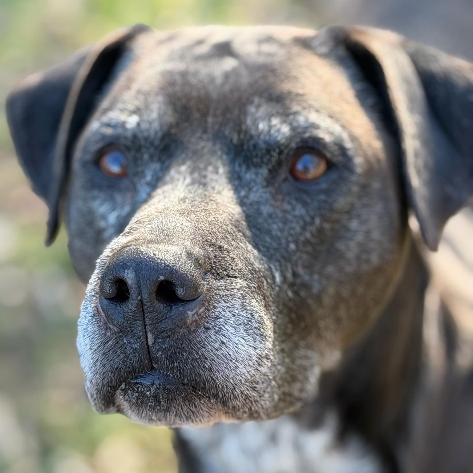 Enlarge Mannie, a ADOPTABLE mixed breed in Sherman, TX image 3/3