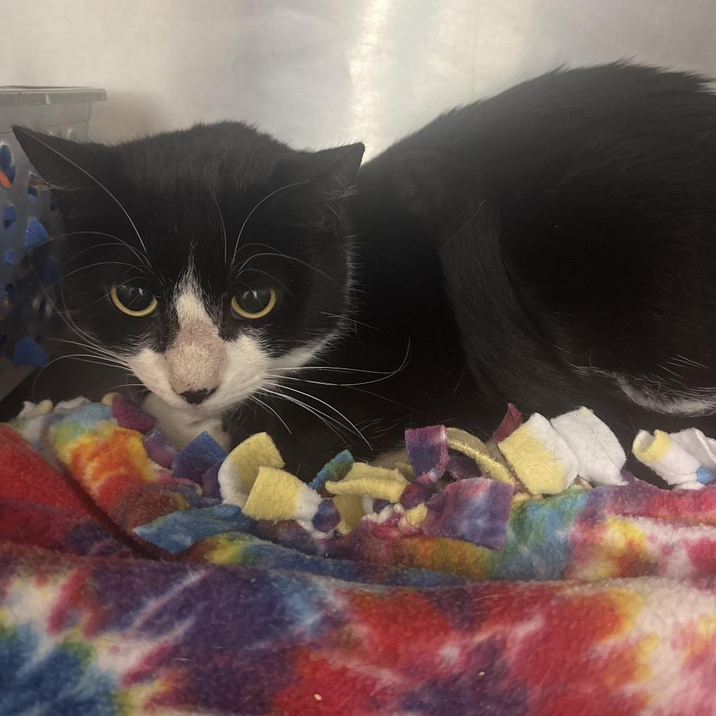 Enlarge Katniss, a ADOPTABLE American Shorthair in Danbury, CT image 2/3