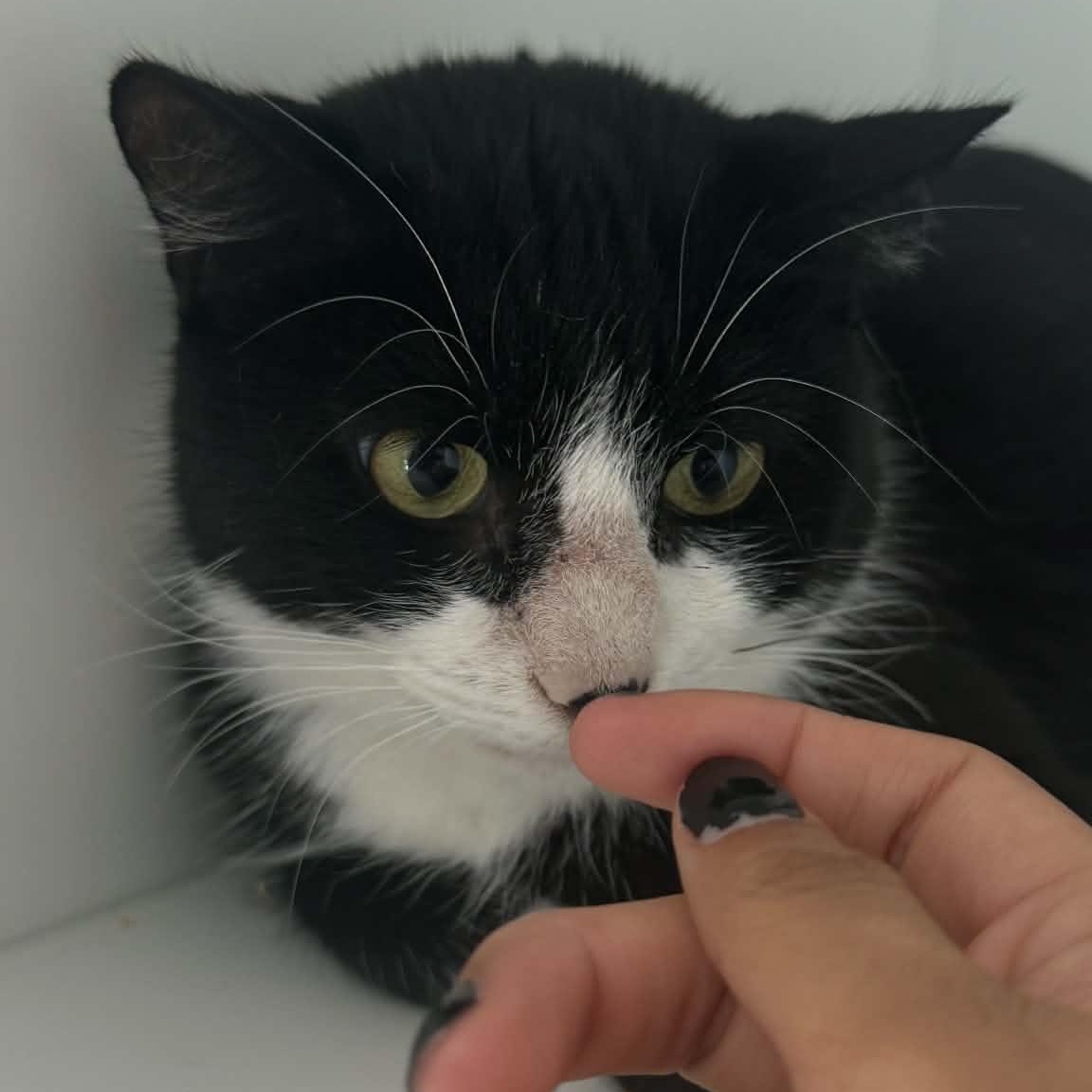 Enlarge Katniss, a ADOPTABLE American Shorthair in Danbury, CT image 3/3