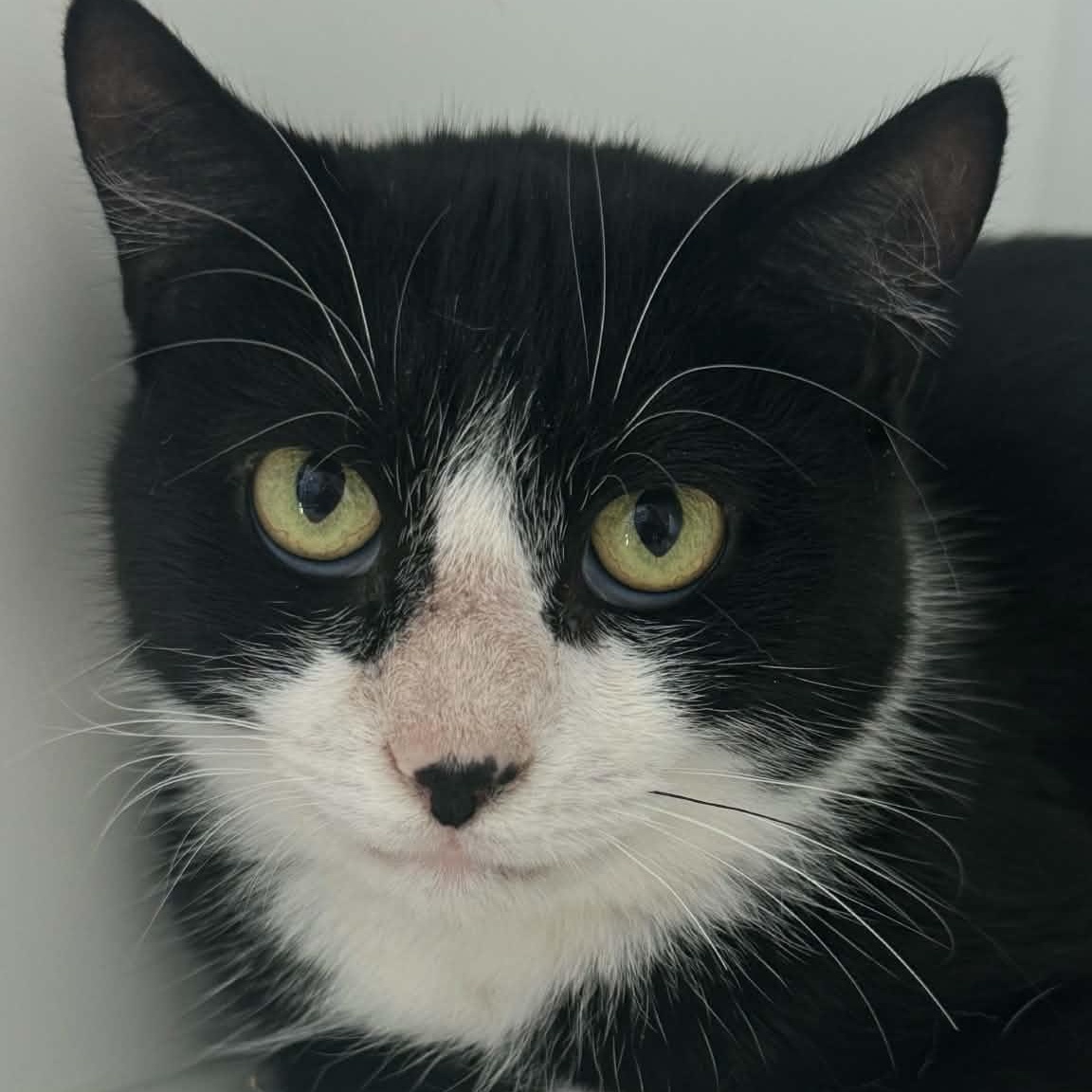 Katniss, ADOPTABLE, Adult Female American Shorthair.