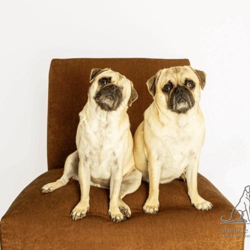 Enlarge Isla, a Adoptable Pug in Seattle, WA image 2/6