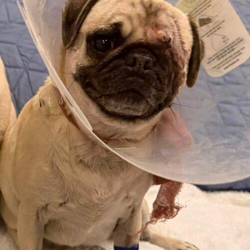 Enlarge Isla, a Adoptable Pug in Seattle, WA image 4/6