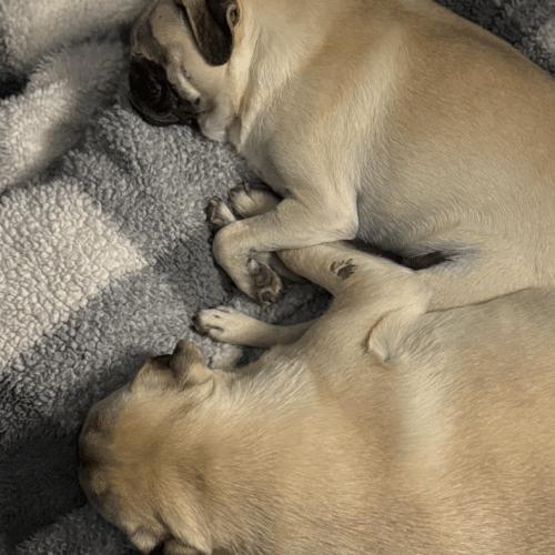 Enlarge Isla, a Adoptable Pug in Seattle, WA image 5/6