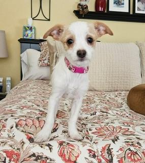 Toasty marshmellow, Adoptable, Puppy Female Jack Russell Terrier & Chihuahua.