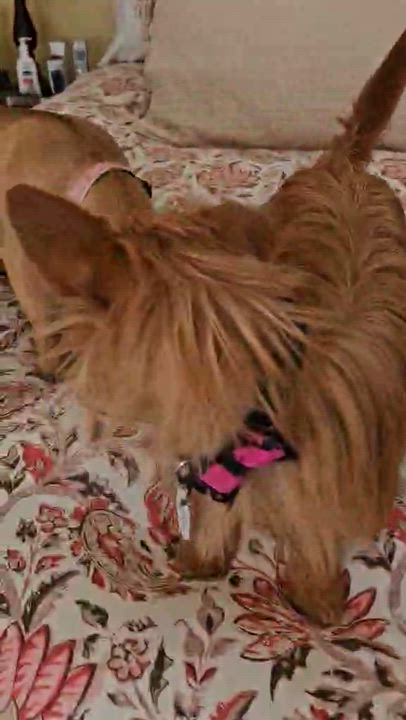 Enlarge Toasty marshmellow, a Adoptable mixed breed in san ramon, CA video 2/6