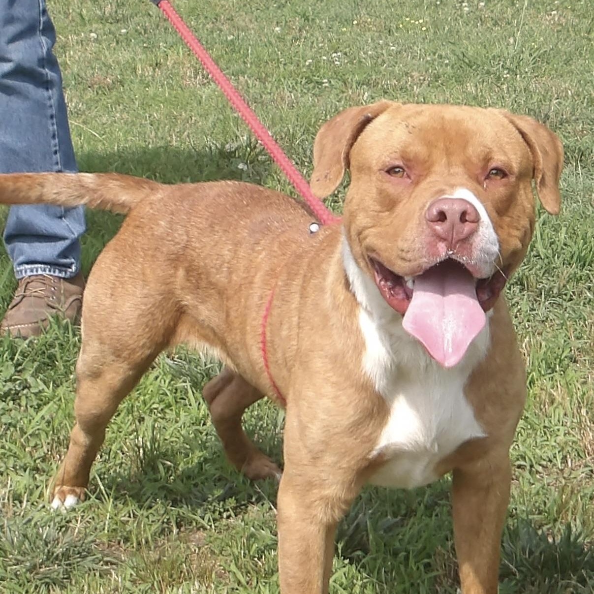 Dodge, ADOPTABLE, Young Male Mixed Breed.