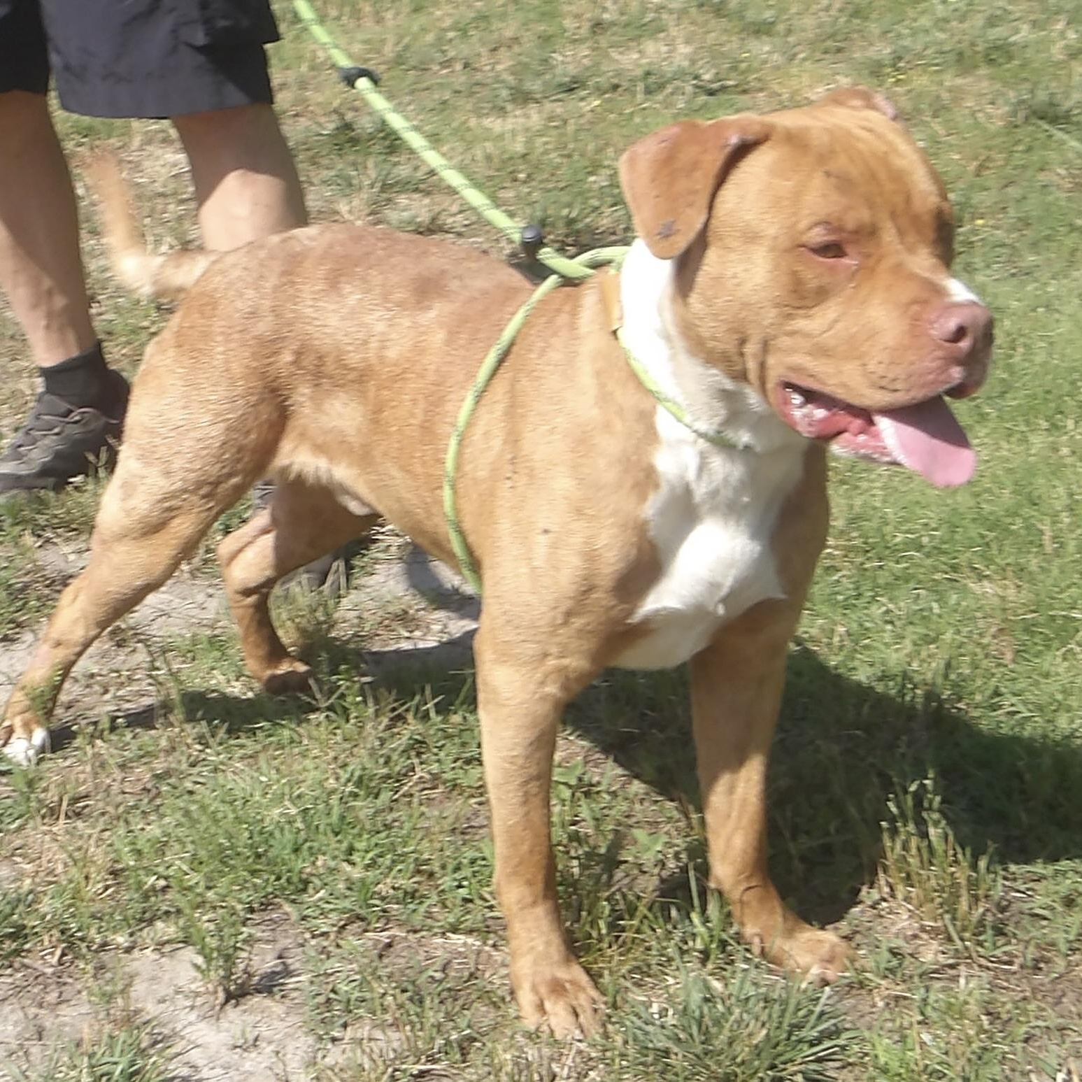 Enlarge Dodge, a ADOPTABLE Mixed Breed in Gloucester, VA image 3/5