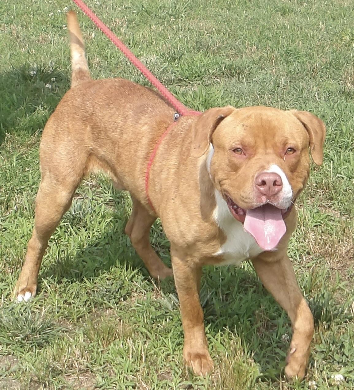 Enlarge Dodge, a ADOPTABLE Mixed Breed in Gloucester, VA image 5/5