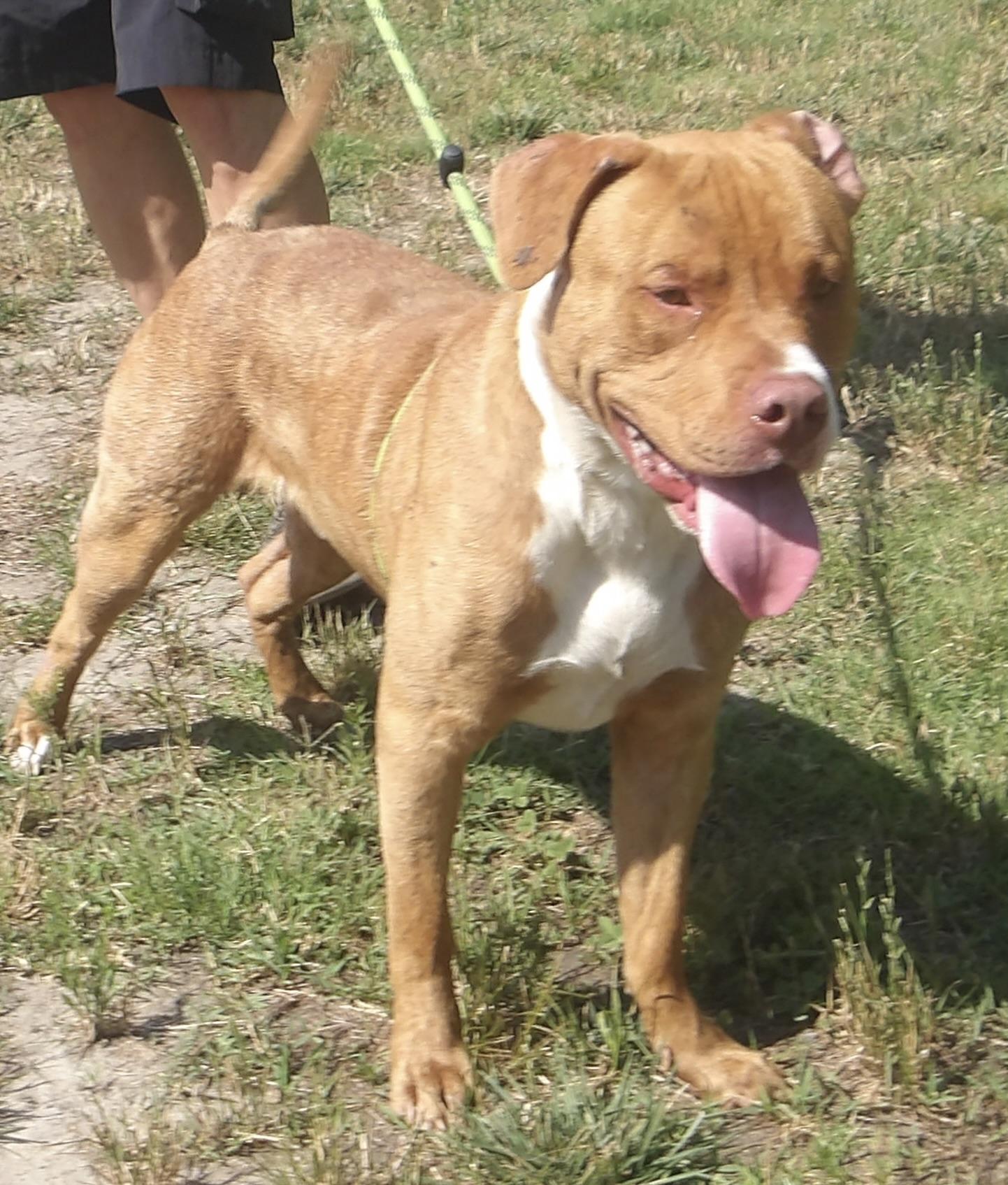 Enlarge Dodge, a ADOPTABLE Mixed Breed in Gloucester, VA image 4/5