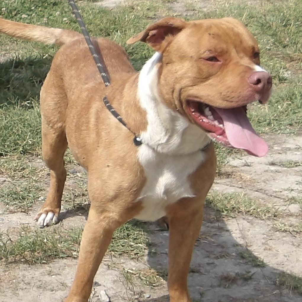 Enlarge Dodge, a ADOPTABLE Mixed Breed in Gloucester, VA image 2/5