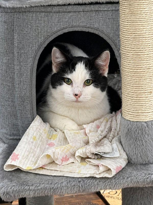 Enlarge Stewart, a Adoptable Domestic Short Hair in Mankato, MN image 2/3