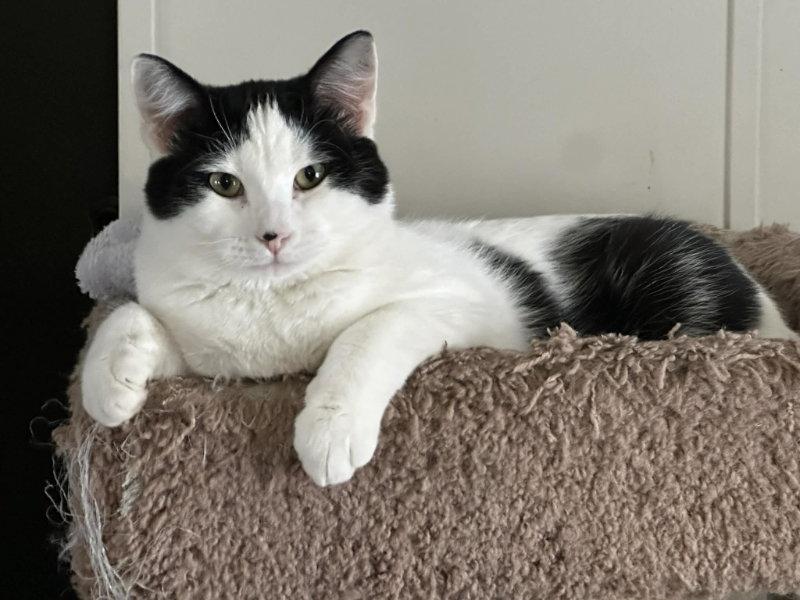 Enlarge Stewart, a Adoptable Domestic Short Hair in Mankato, MN image 3/3