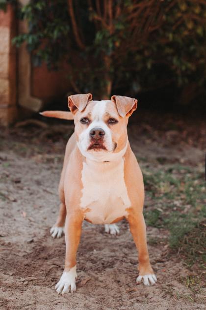 Enlarge 91819a Kiwi, a Adoptable mixed breed in North Charleston, SC image 1/3