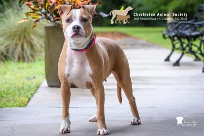 Enlarge 91819a Kiwi, a Adoptable mixed breed in North Charleston, SC image 2/3