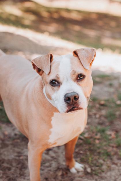 Enlarge 91819a Kiwi, a Adoptable mixed breed in North Charleston, SC image 3/3