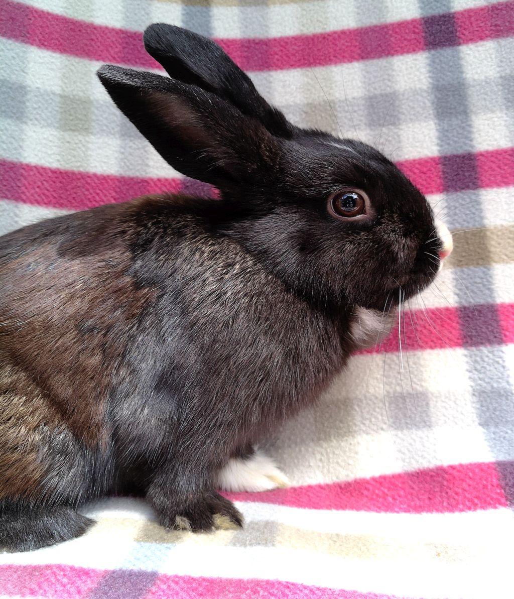 Carrie Bunderwood, adoptable, Young Female Dutch.