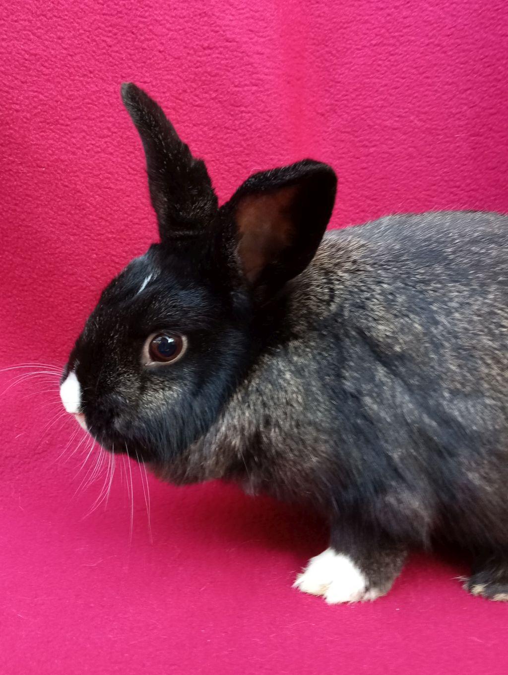 Enlarge Carrie Bunderwood, an adoptable mixed breed in Goleta, CA image 1/4