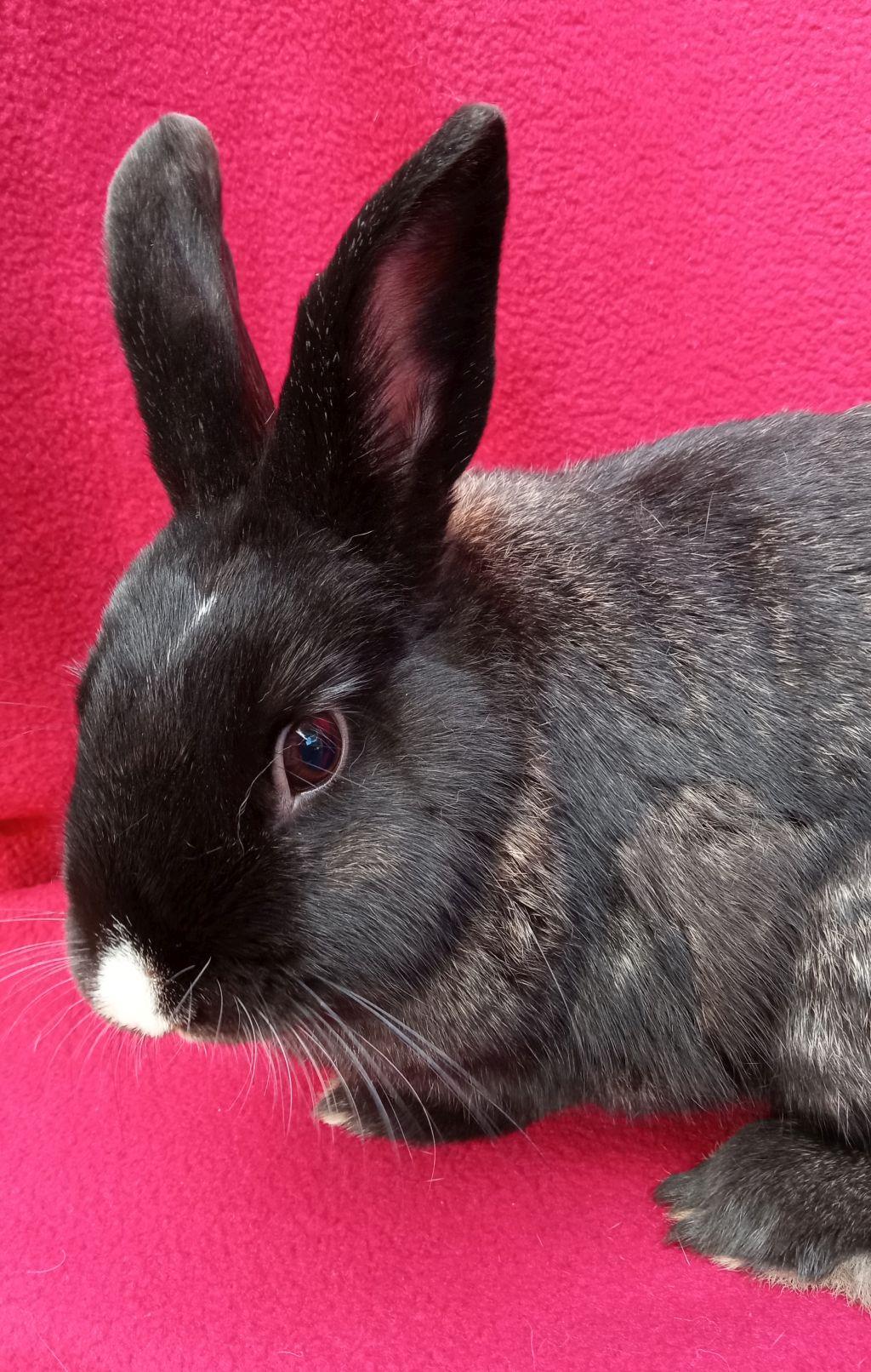 Enlarge Carrie Bunderwood, an adoptable mixed breed in Goleta, CA image 6/6