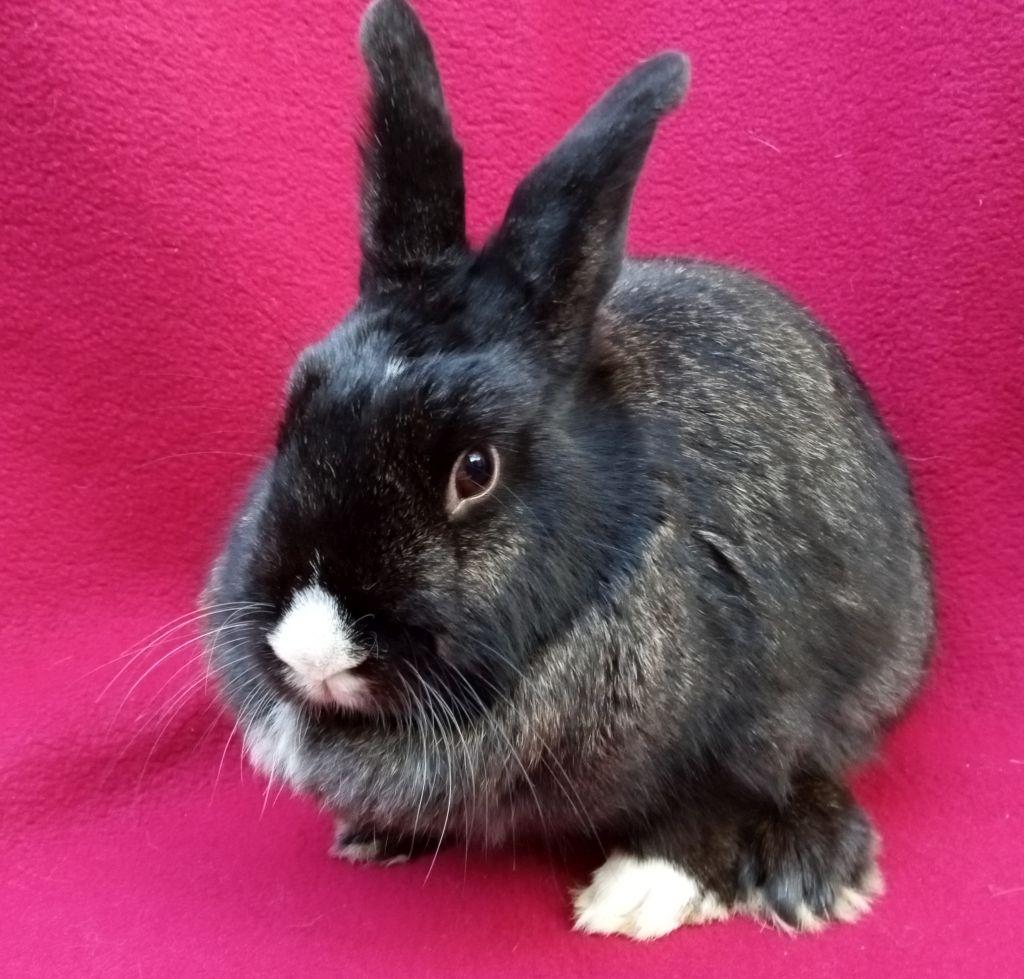 Enlarge Carrie Bunderwood, an adoptable mixed breed in Goleta, CA image 4/4