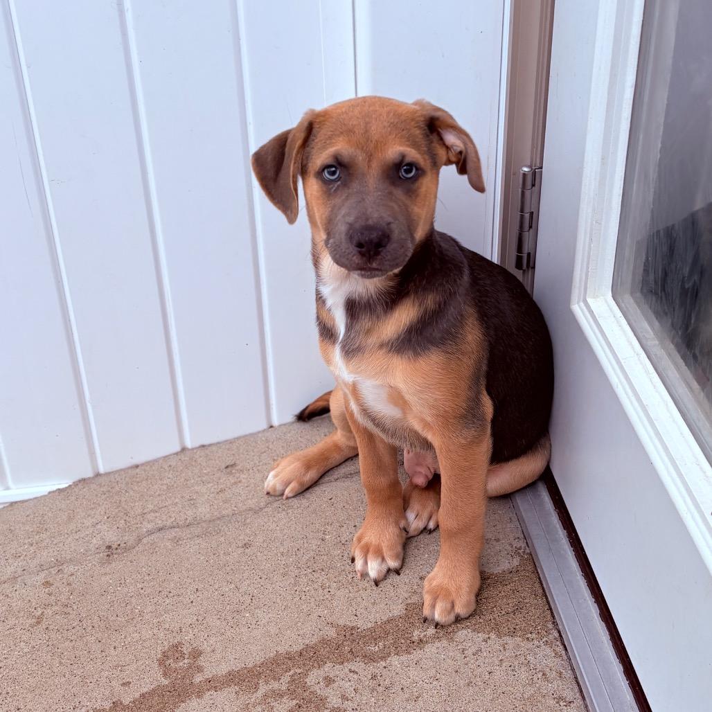 Flopsy , adoptable, Puppy Female Mixed Breed.