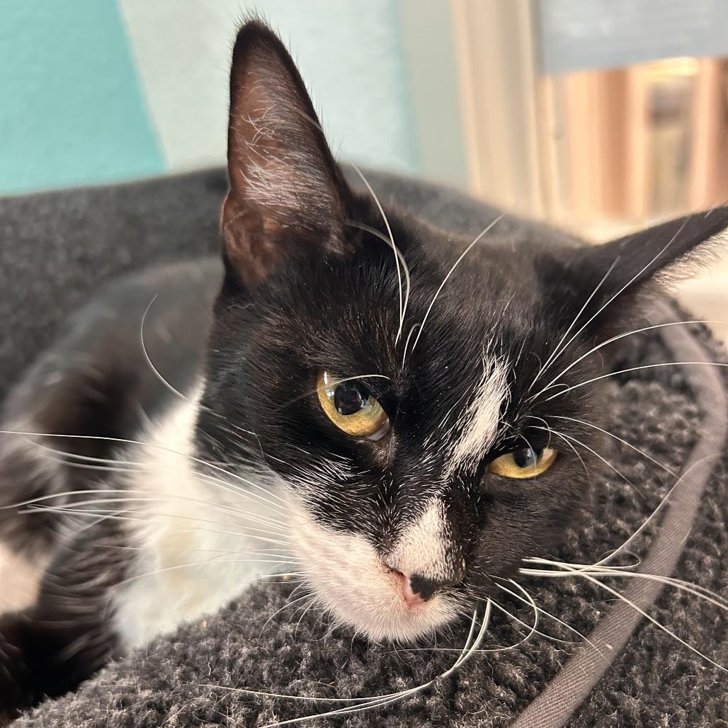 Enlarge Ellen, a Adoptable Domestic Short Hair in Fresno, CA image 2/4