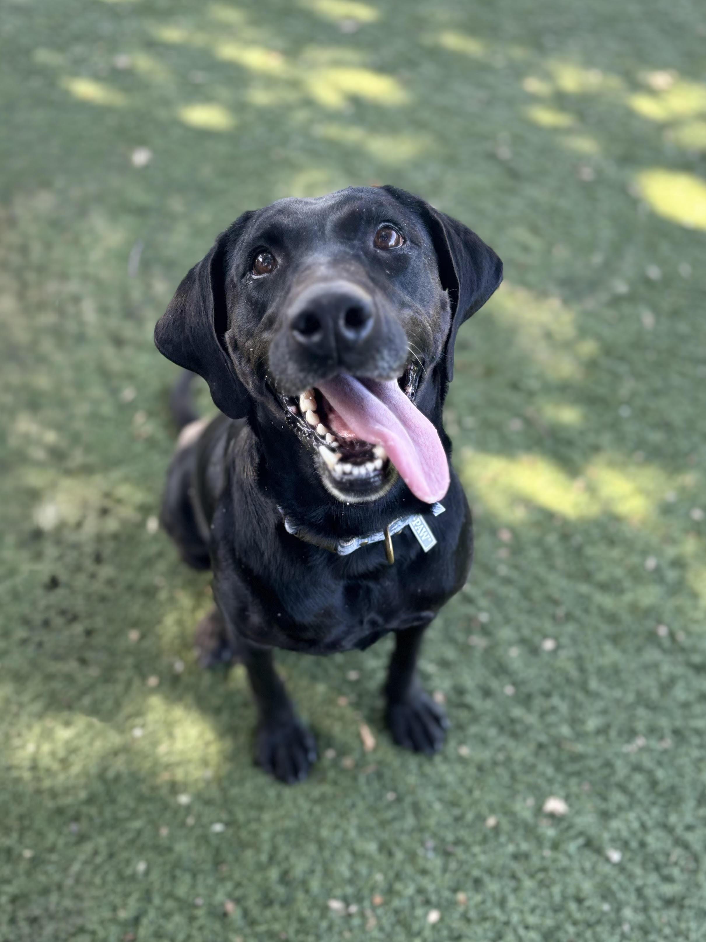 Enlarge Libby, a Adoptable mixed breed in Red Bluff, CA image 3/4
