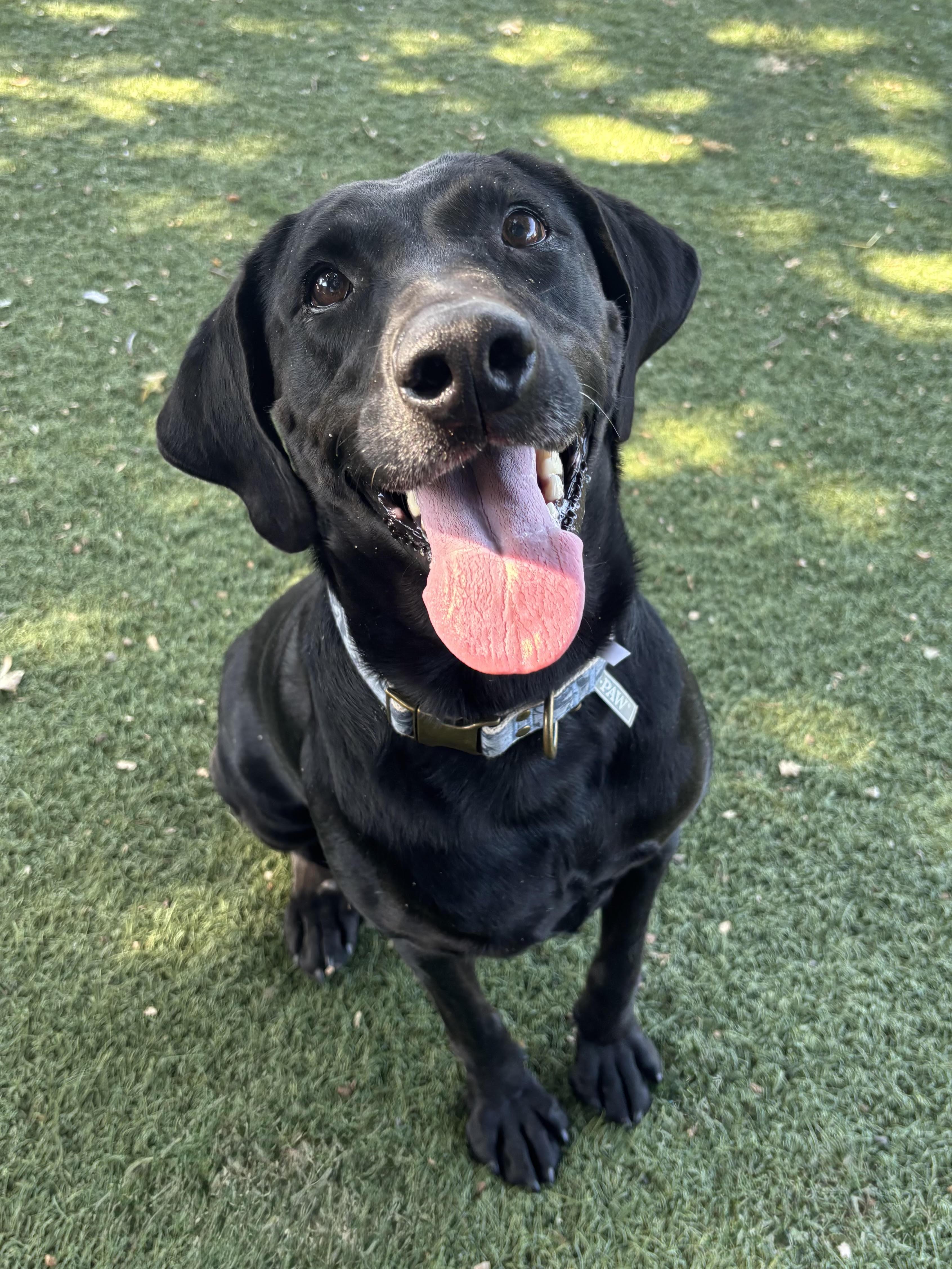 Libby, Adoptable, Adult Female Labrador Retriever.