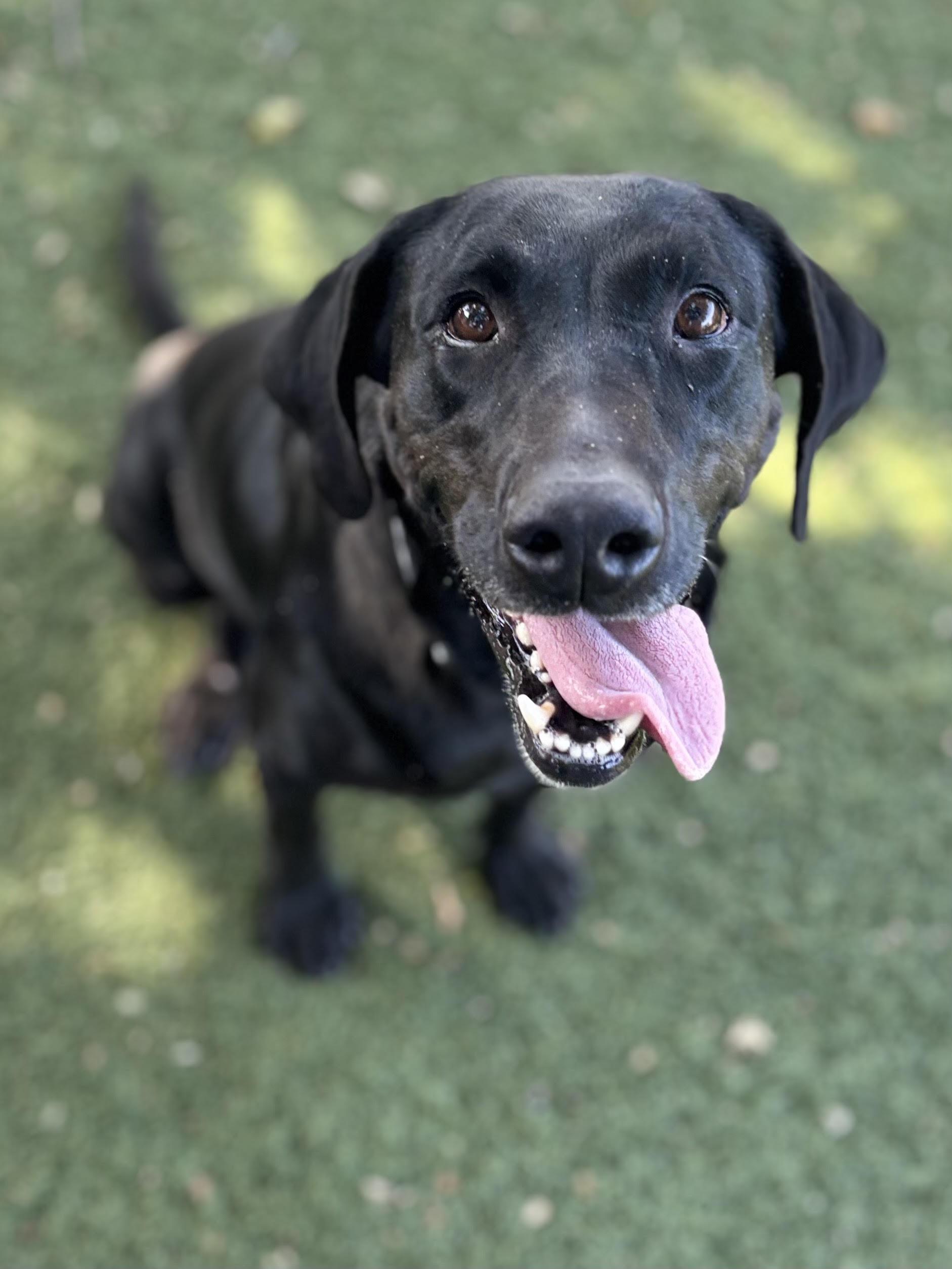 Enlarge Libby, a Adoptable mixed breed in Red Bluff, CA image 2/4