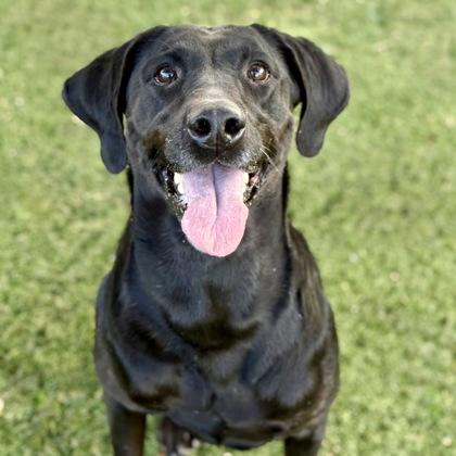 Libby, Adoptable, Adult Female Labrador Retriever.