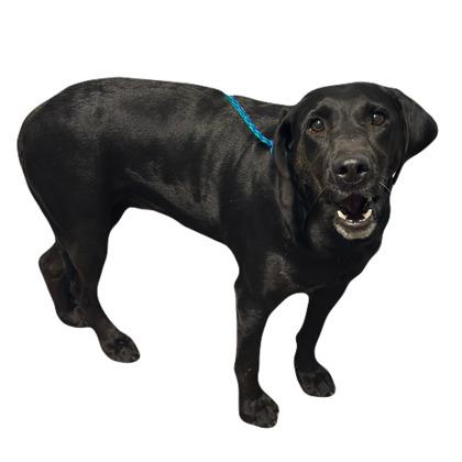Enlarge Libby, a Adoptable mixed breed in Red Bluff, CA image 4/4