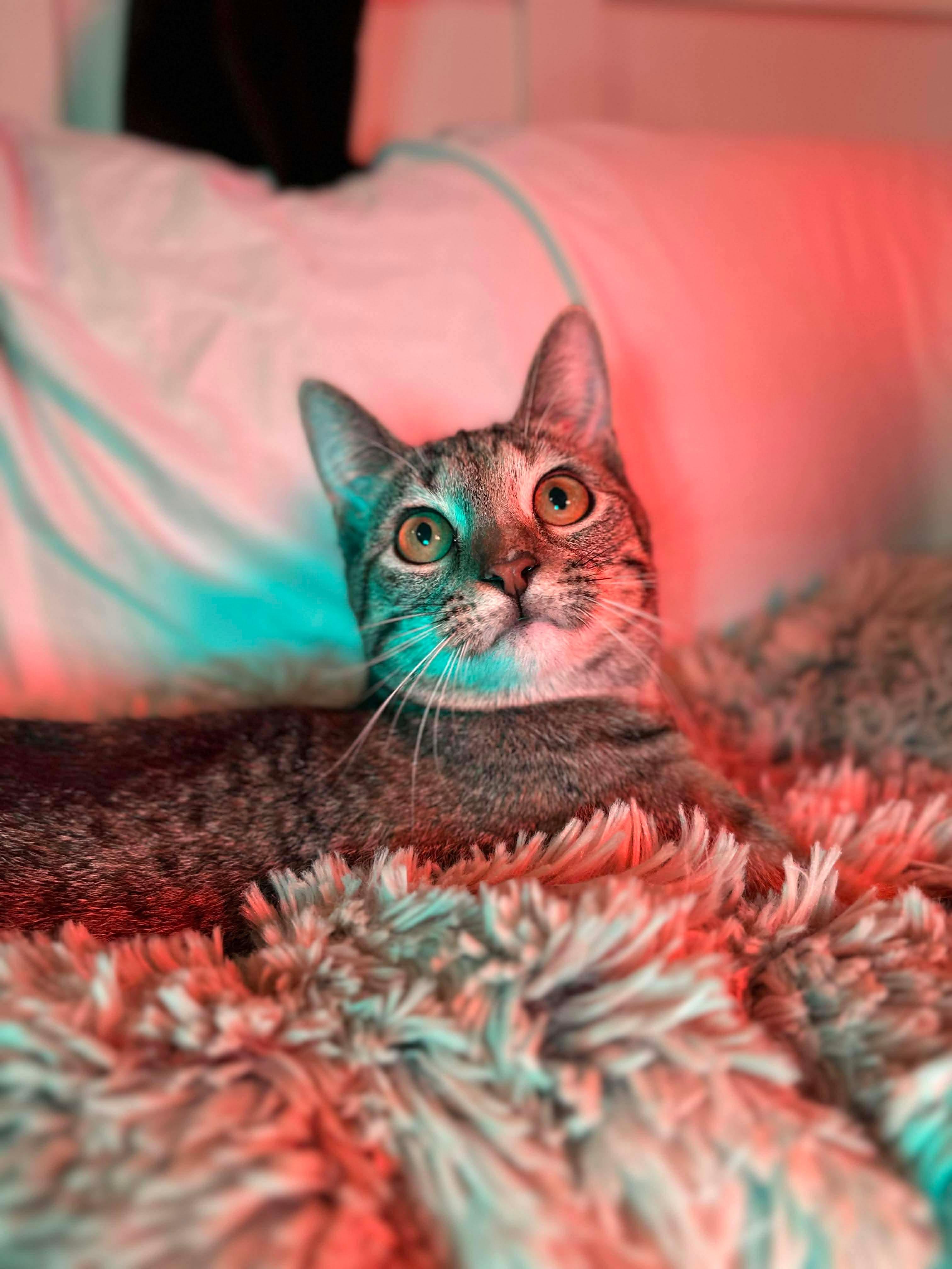 Mocha (bonded with Olipop) , a Adoptable Domestic Short Hair in Fort Oglethorpe, GA image 1/6