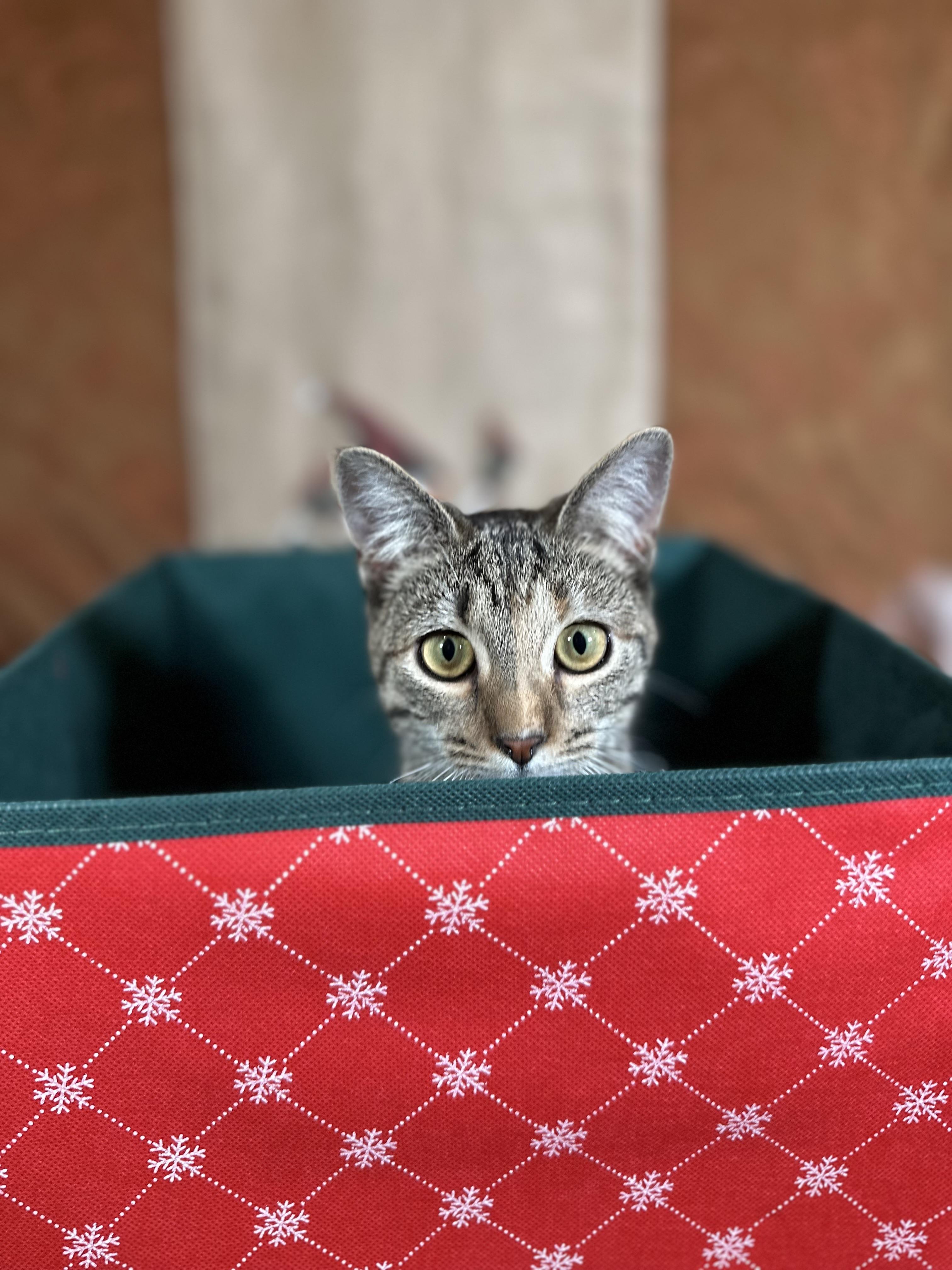 Mocha (bonded with Olipop) , a Adoptable Domestic Short Hair in Fort Oglethorpe, GA image 3/6