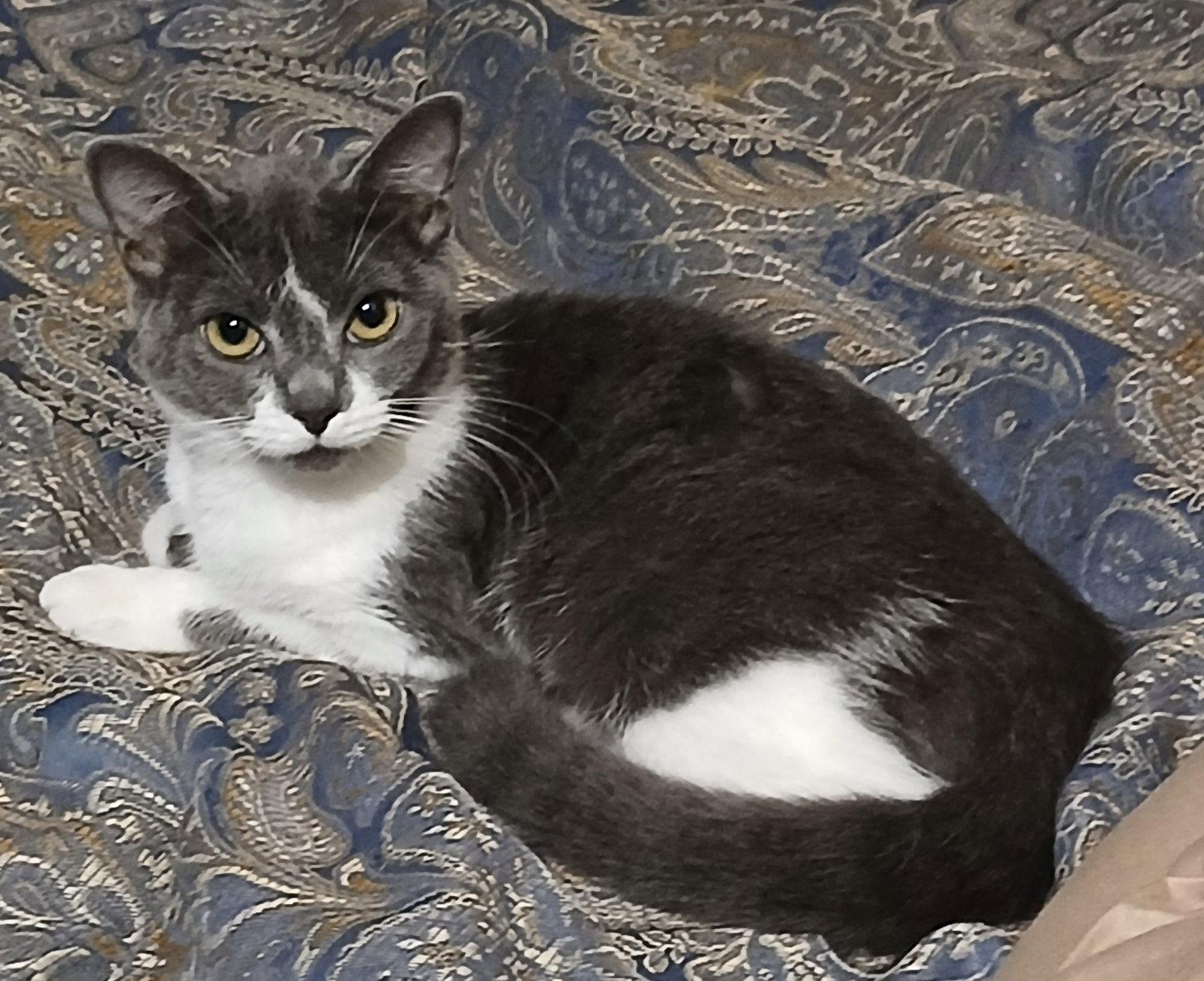 Enlarge Luna, a Adoptable Scottish Fold in Ceres, VA image 1/3