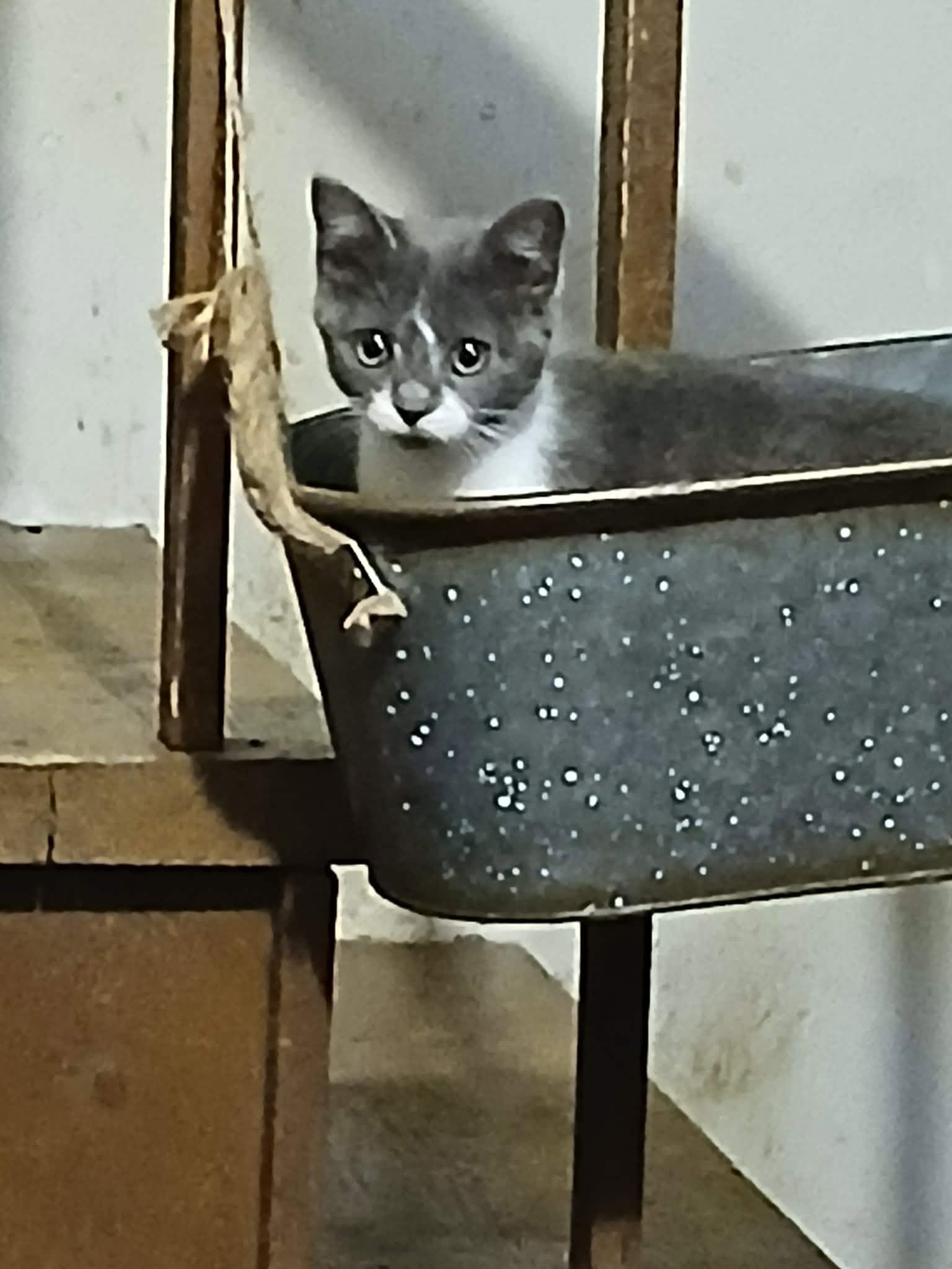 Luna, Adoptable, Young Female Scottish Fold.