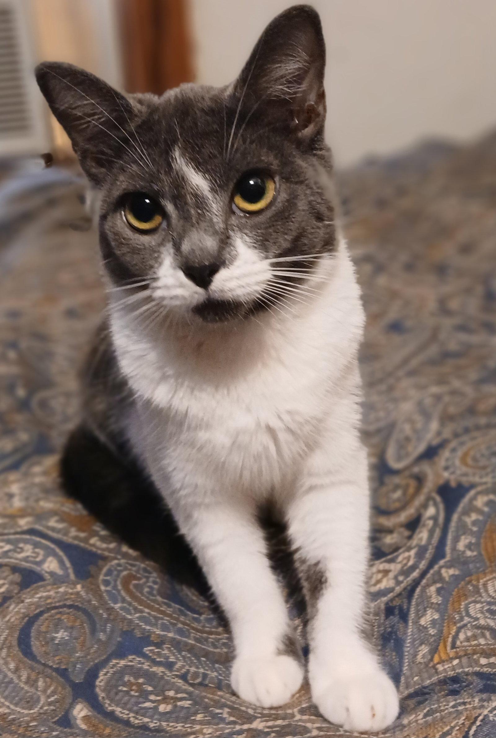 Enlarge Luna, a Adoptable Scottish Fold in Ceres, VA image 2/3