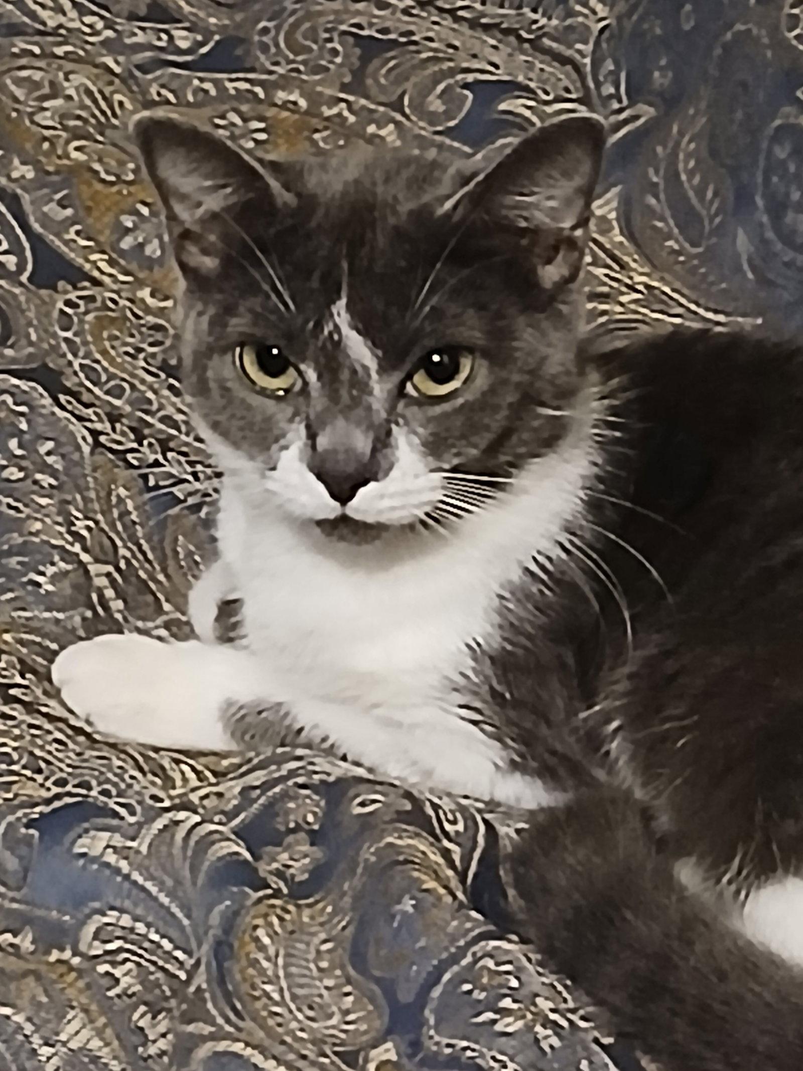 Enlarge Luna, a Adoptable Scottish Fold in Ceres, VA image 3/3